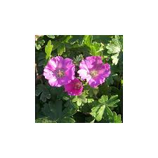Image result for Geranium sanguineum Max Frei
