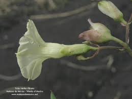 Image result for Merremia quinquefolia