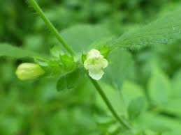 Maybe you would like to learn more about one of these? Lemon Balm Pictures Flowers Leaves Identification Melissa Officinalis