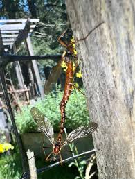 Image result for Steganotaenia hockii