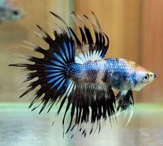 Betta Splendens Tudo Sobre Criacao Frete Gratis Promocao R 9 90 Peixe De Estimacao Criacao De Peixes Ornamentais Betta