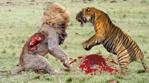 Résultats de recherche d'images pour « tigre »