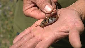 Mormon Crickets' Swarm Southeast Idaho Towns