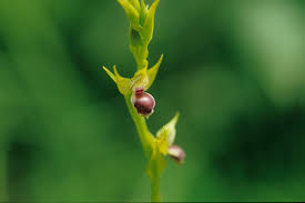 Image result for Neobolusia