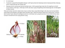 Ciri ciri wanita selingkuh lebih mudah di temukan di bandingkan dengan ciri ciri pria selingkuh. Bimbingan Belajar Harapan Bangsa Ppt Download