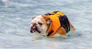 Our ruffwear & ezydog canine life jackets are tried and tested and built to last. Can Bulldogs Swim Bulldogs