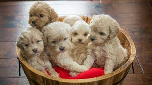 Trained puppies for sale georgia. Cockapoo Puppies For Sale Georgia 1 Licenced Breeder Ga