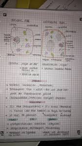 Zellorganellen Tierische Pflanzliche Zelle Zellkern Ribosome Raues Glattes Er Lysosme Zellmembran 2020
