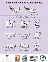 Like What Their Body Language Means 15 Extremely Helpful Cat Owner Cheatsheets For Anyone Considering Adopting A Cat Cat Behavior Cat Language Cat Facts