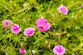 Pikbest have found 5060 great pink flowers royalty free pictures. Little Common Flowers Pink Many Flowers Small Colorful Pink Stock Photo Picture And Royalty Free Image Image 14455681
