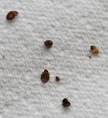 Bed bug treatments from £79. Bed Bugs Still Love Nyc Just Not As Much As They Used To New York City Ny Patch