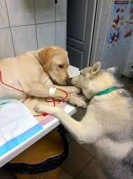 Maybe you would like to learn more about one of these? This Veterinarian Has A Comfort Dog Assistant That Helps Sick Dog Patients Know That Everything Will Be Alright Eyebleach