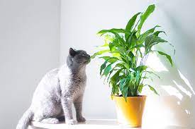 Are Peace Lily Plants Toxic To Cats Gardener S Path