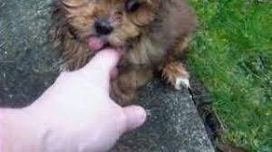 We did not find results for: Lhasa Apso And Lhasa Apso Maltese Pups At Nine Weeks Youtube