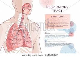 Organ human body internal digestive system vector male man structure anatomy boy cartoon flat intestines medical stomach abdominal artery biology bladder breathing cardiology care character chest colon diagram education element figure health heart illustration infographic kidneys life liver lungs. 3d Vector Human Vector Photo Free Trial Bigstock