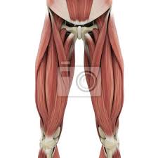 Check spelling or type a new query. Upper Legs Muscles Anatomy Leinwandbilder Bilder Medicals Quadrizeps Knie Myloview De