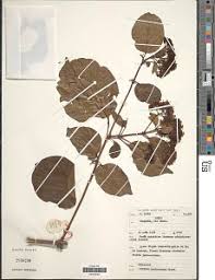 Image result for Rutidea fuscescens