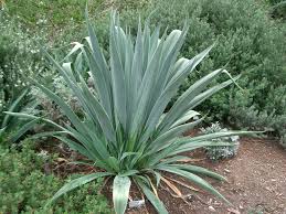 Image result for Beschorneria yuccoides