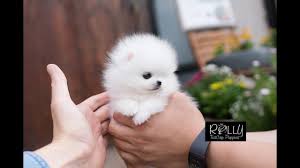 Micro teacup puppy teddy bear face for sale! Ice White Coat Cute Teddybear Pomeranian Milly Rolly Teacup Puppies Youtube