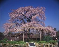 Maruyama Park | Kyoto Travel