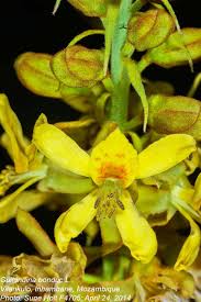 Image result for Guilandina bonduc