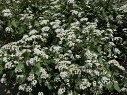 Image result for Welwitschiella neriifolia