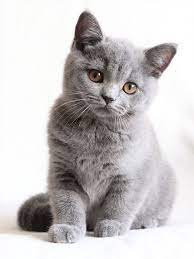 Very Interesting Post British Shorthair Kittens 11 Pictures Also Dompist Som Lot Of Interesting Things On Funny Pretty Cats Cute Cats And Kittens Cute Cats