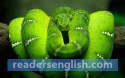 रुकाव रोक विराम अटक अवरोध ठहरना ठहराव प्. Snake Urdu Meaning