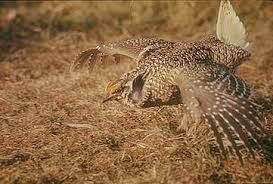 Image result for Phyllanthus taylorianus