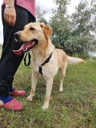 Er ist bereits 8 jahre alt und gerade für die senioren wünschen wir uns so gerne ein eigenes, warmes zuhause in dem sie geliebt werden und noch einige schöne jahre vor sich haben. Liza 58 Cm Labrador Mix Sucht Zuhause Aus Dem Tierschutz Mit Video Labrador Mischling Hundin Auf Tiere De