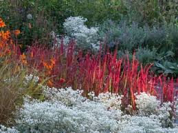 Gartenplanung Die Farbe Rot In Bluten Und Blattern Japanisches Blutgras Graser Im Garten Pflegeleichte Pflanzen