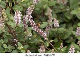 Image result for Platostoma