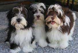 Welcome to willow springs havanese! Havanese Dog Price Range Havanese Puppies For Sale Cost Price List