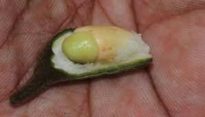 Image result for Ellipanthus