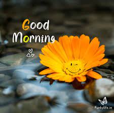 Good morning beautiful image with happy sunday. 250 Good Morning Images Pictures Beautiful Morning Wishes 2021
