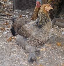 Maybe you would like to learn more about one of these? Partridge Brahma Backyard Chickens Learn How To Raise Chickens