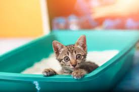 Lymphoma typically happens in older felines and most commonly occurs in the small intestines, says dr. Is Bladder Cancer Common In Cats