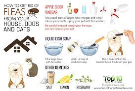 Pin On Cats Dogs
