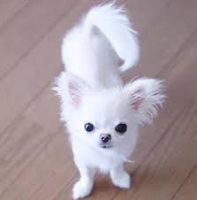 all white chihuahua puppies chihuahua chihuahua dogs