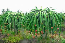 Therefore, it order to grow dragon fruit, you'll need to plant it near a fence, build a trellis, or a climbing pole. Hylocereus Undatus Dragon Fruit