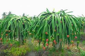 Dragon fruit look amazing and taste wonderful. Hylocereus Undatus Dragon Fruit