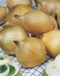 Introduced in 1887 by david murray, gardener for the marquis of ailsa, at culzean castle in. Ailsa Craig Conventional Seeds Onion Yellow De Corato Sementi