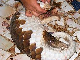 The chinese believe pangolin scales are a cure for a variety of diseases such as heart disease and even cancer and are widely used to help lactating women produce milk. Proceedings Of The Workshop On Trade And Conservation Of Pangolins Native To South And Southeast Asia Wildlife Trade Report From Traffic
