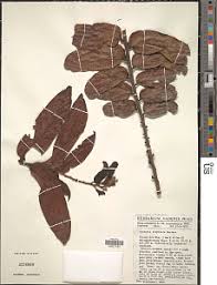 Image result for Casearia gladiiformis