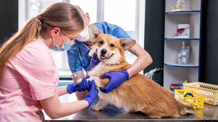 5 Benefits of Annual Exams at a Pet Hospital in Whitby, ON - Morningstar  Pet Hospital