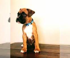 Oliver & moose $1200.00 each. View Ad Boxer Puppy For Sale Near Indiana Milford Usa Adn 217568