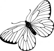 Black And White Insect Drawings Black White Line Drawing Of A Butterfly Prawny Insect Clip Art Black And White Drawing Butterfly Line Drawing Butterfly Black And White