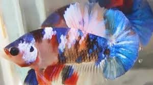 Kenali jenis, karakteristik, harga, dan gambarnya yang sudah dirangkum lengkap berikut ini. 700 Ikan Cupang Warna Warni Adu Kemolekan Di Queen Betta Kontes Agrobisnis Medanbisnisdaily Com