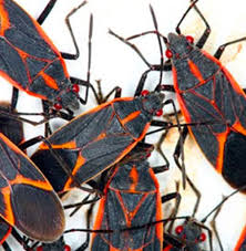 Even places like salt lake city, where most people associate with cold winters, have lots of insects and rodents. Boxelder Pest Control In Utah Alpine Pest Control