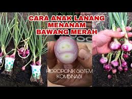 Untuk jarak tanam antar umbi adalah bawang merah yang siap panen biasanya 70% daunnya sudah mulai rebah ke tanah. Cara Menanam Daun Bawang Dengan Air Info Kece